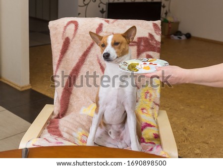 Basenji dog shows indifference to master's trying to feed the pet with human food while sitting at the dinner table and waiting for waiter would be more careful in selection of canine plate