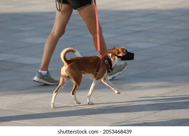 Basenji dog walking on the street, the dog is led on a leash by the owner, the dog is muzzled