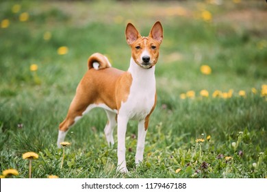 what does a basenji dog look like