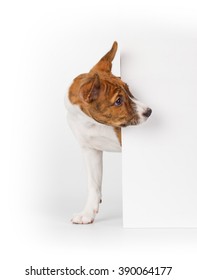 Basenji puppy isolated on white background. Side view, peek out
