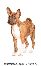 Basenji Puppy Isolated On White Background