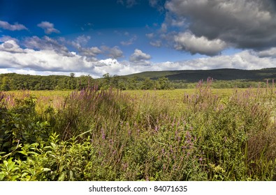 Bashakill Wildlife Management Area  Upstate New York On The Summer Day