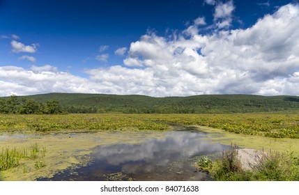 Bashakill Wildlife Management Area  Upstate New York On The Summer Day