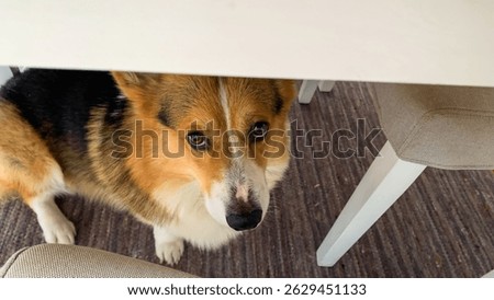 Bashful corgi peeks from beneath the table during Diwali feast, embodying a canine festival of lights curiosity