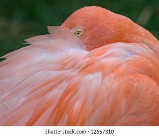 bashful flamingo