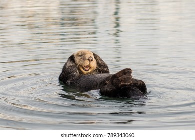 bashful otter