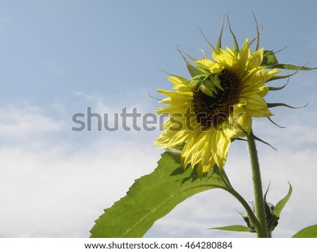 Bashful Sunflower