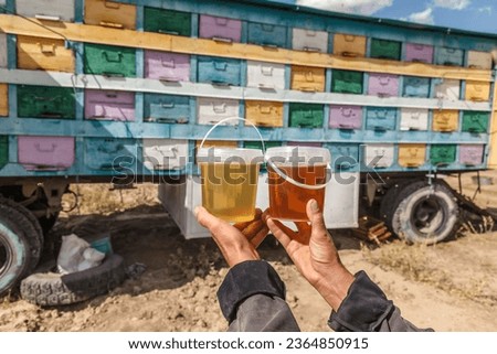 Bashkir bee honey is poured into jars. Harvesting Bashkir honey. Honey in an apiary against the background of hives.