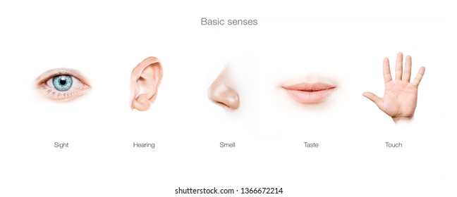 Basic  5 Human Senses 