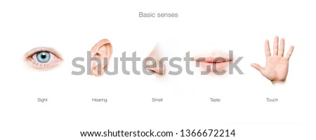 basic  5 human senses 