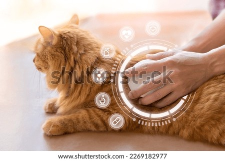Basic pet health care and hygiene concept, Ginger cat sitting on home floor and women clean and brush the cat's hair. to remove degenerative hair general physical examination for good health