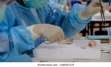 Basic Surgical Skills Training Where The Trainees Performing Suturing Practice On Animal Intestine And Vessels.