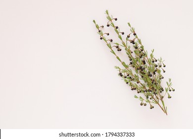 Basic white background image featuring small bunch of boronia stems with copy space