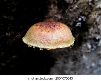 Basidiocarp Of A Brown Macroscopic Fungi.