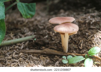 Basidiomycota Live In A Mutualistic Symbiosis With Plant Roots