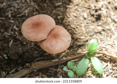Basidiomycota Live In A Mutualistic Symbiosis With Plant Roots