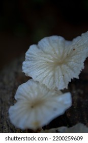 Basidiomycota, Marasmiaceae, The Marasmiaceae Are A Family Of Basidiomycete Fungi Which Have White Spores.