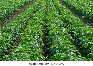 10,906 Basil field Images, Stock Photos & Vectors | Shutterstock