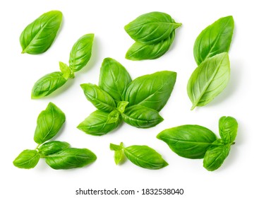 Basil background. Basil leaf isolated on white. Basil leaves top view. - Shutterstock ID 1832538040