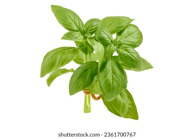 Basil bunch, isolated on white background