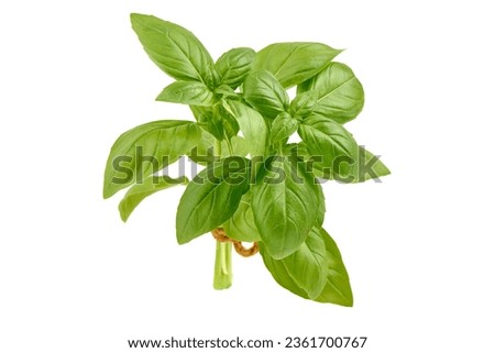Basil bunch, isolated on white background