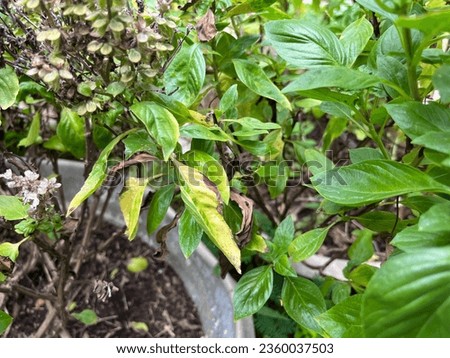 The basil disease downy mildew just recently began to harm basil plants in recent years. Yellow leaves with fuzzy, greyish growth on the undersides are one of the signs of downy mildew.