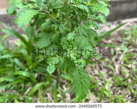Basil downy mildew, caused by Peronospora belbahrii, manifests as yellowing leaves with fuzzy gray growth on the undersides, thriving in humid environments.