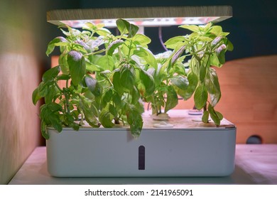 Basil growing in a hydroponics machine