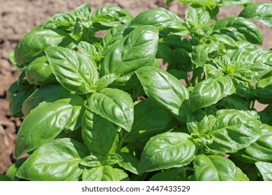 Basil growing in the vegetable garden - Powered by Shutterstock