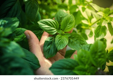 Basil. Basil in hand. Basil plant in the sun. Basil breeding. - Powered by Shutterstock