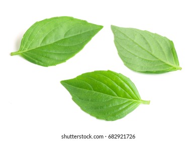 basil herb leaves isolated on white background closeup - Shutterstock ID 682921726