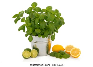 Basil Herb Plant Growing In An Aluminum Pot With Leaf Sprig And Lemon And Lime Fruit Isolated Over White Background.