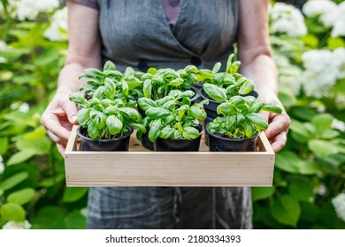 Basil herb seedling. Woman holding wooden crate with herbs ready for planting in garden - Powered by Shutterstock