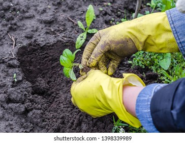 basil In human hands. hands in gloves planting basil into flowerbed  - Shutterstock ID 1398339989