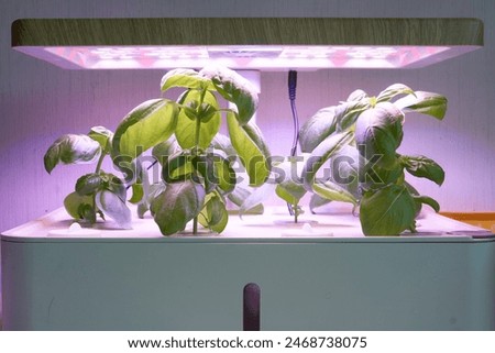 Basil hydroponics machine with LED bulb             