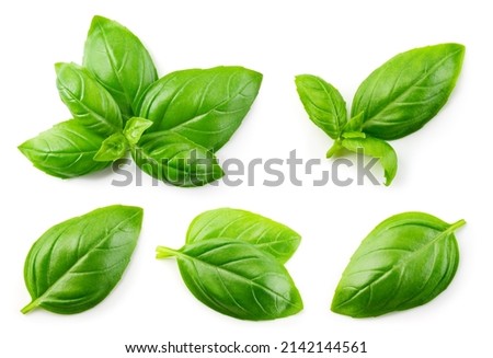 Basil isolated. Basil leaf flat lay on white background. Green basil leaves collection top view. Full depth of field. Perfect not AI basil, true photo.