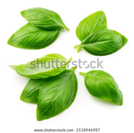 Basil isolated. Basil leaf flat lay on white background. Green basil leaves collection top view. Full depth of field.