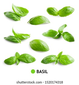 Basil isolated. Basil leaf on white. Basil leaves set.  - Shutterstock ID 1520174318