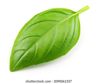 Basil isolated. Basil leaf on white. Basil leaf top view. Full depth of field. Perfect not AI basil, true photo.