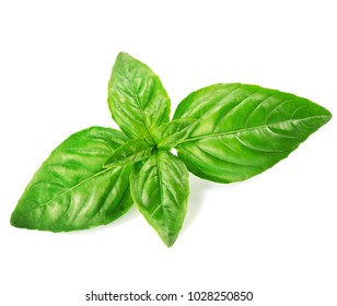 Basil Isolated On White Background Stock Photo 1028250850 | Shutterstock