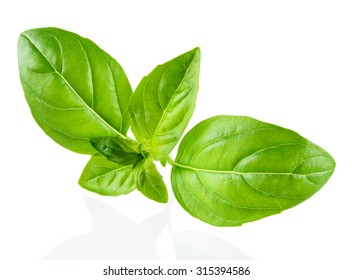 Basil Isolated On White Background