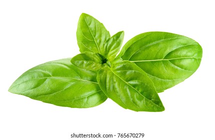 Basil Isolated On White Background Stock Photo 765670279 | Shutterstock