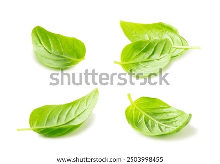 Basil isolated on white background. Fresh organic basil leaves isolated on white background. Spices. Vegan.