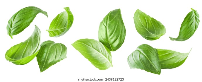 Basil isolated. Set of flying basil leaves for design. Basil green fresh leaf flat lay isolated on white background. Few pieces or several slices. High resolution image. Can be used for self design.