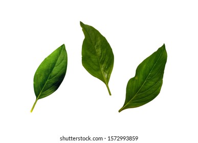 Basil Leaf Green White Background