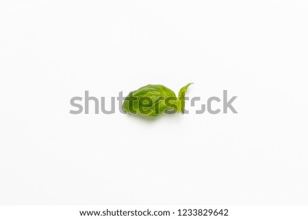 basil leaf islated
