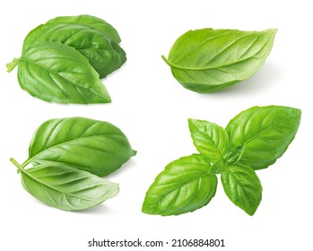 Basil leaf isolated on white background. Set of basil leaves. Clipping path included.