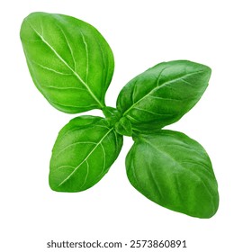 Basil leaf isolated on white background.  Green  Basil leaf Top view. Flat lay. Package design element