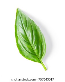 Basil Leaf Isolated On White Background