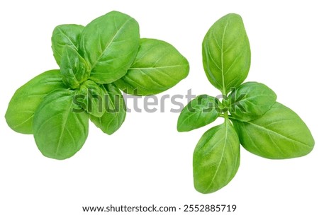 Basil leaf isolated on white background.  Green  Basil leaf Top view. Flat lay. Pattern. Package design element